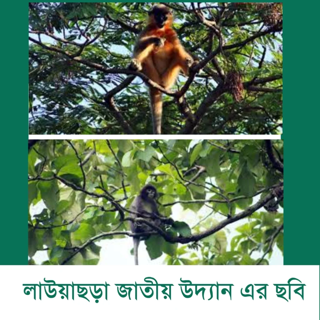 লাউয়াছড়া জাতীয় উদ্যান ভ্রমণ