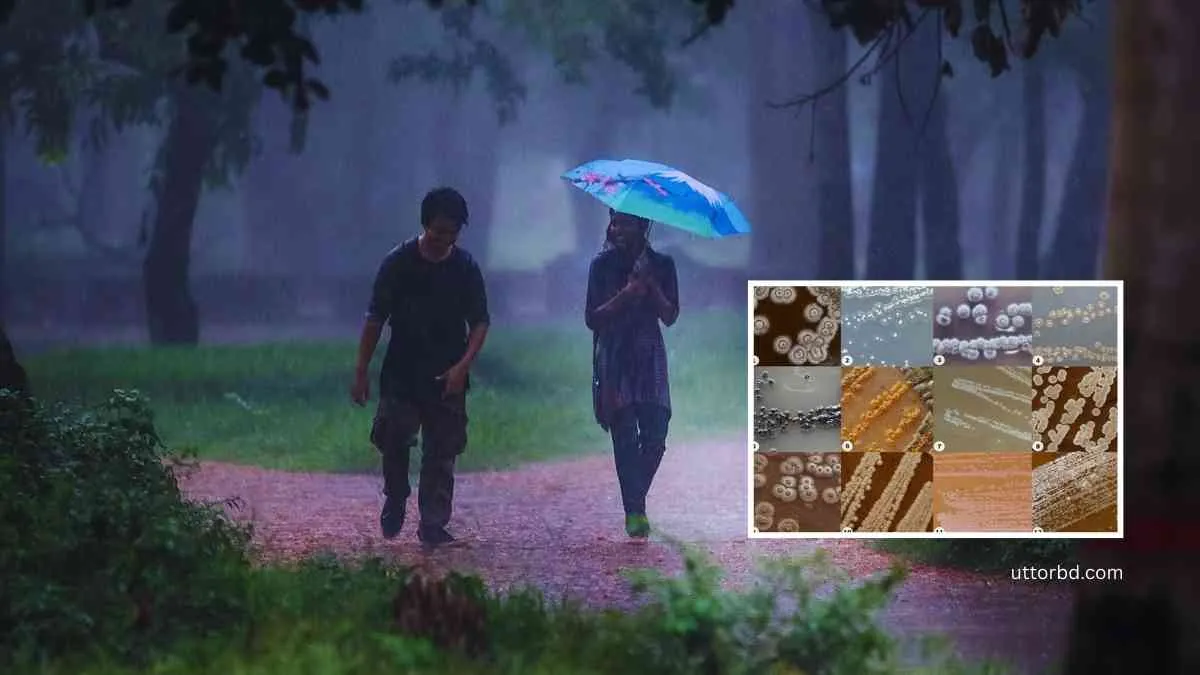 বৃষ্টির গন্ধের কারন পেট্রিকর ও জিওসমিনের বিস্ময়কর কর্ম