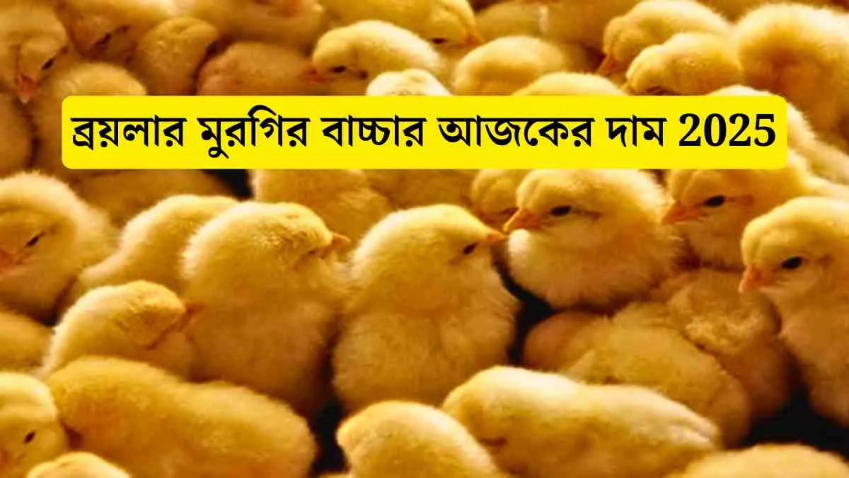 ব্রয়লার মুরগির বাচ্চার আজকের দাম 2025
