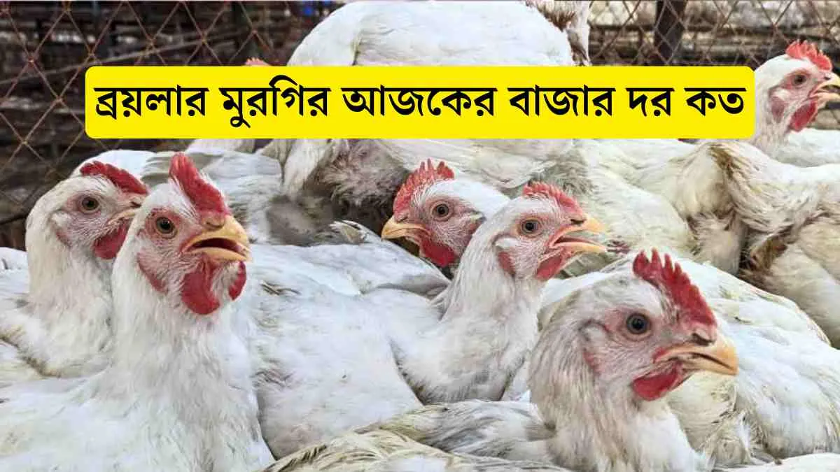ব্রয়লার মুরগির আজকের বাজার দর কত জানুন সঠিক আপডেট।